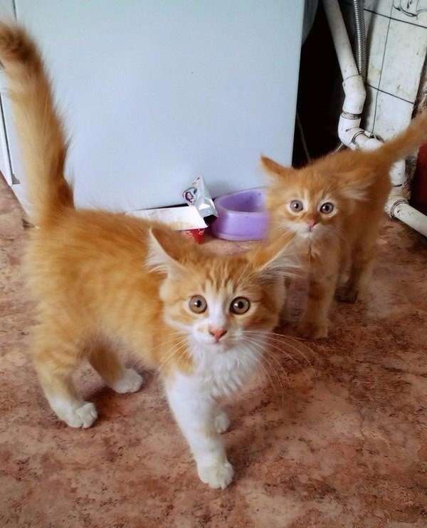 Коты и Кошки