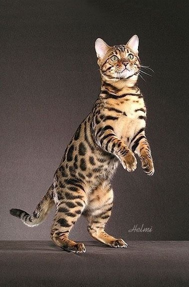 Коты и Кошки