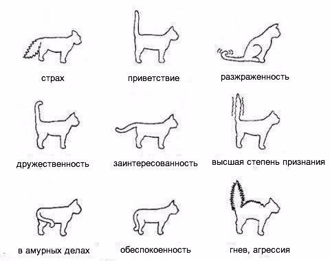 Коты и Кошки