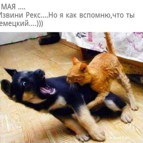 Коты. Отнюдь не ми-ми-ми.