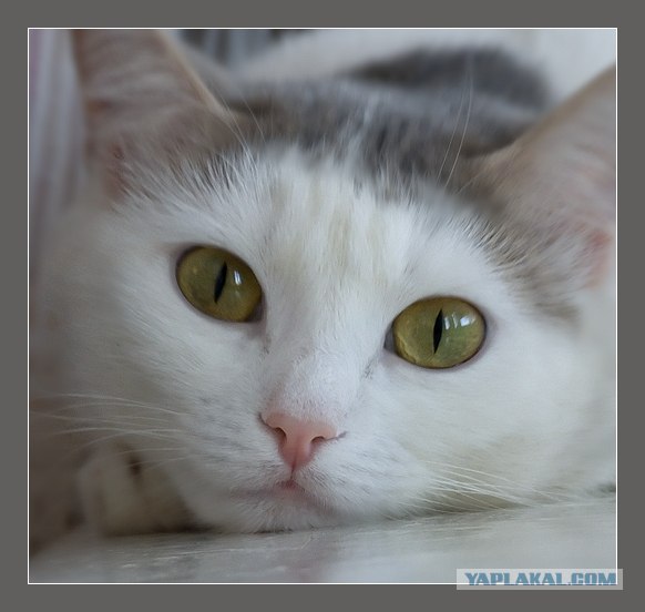 УРРААА ! Котовторник на ЯПлакалъ !