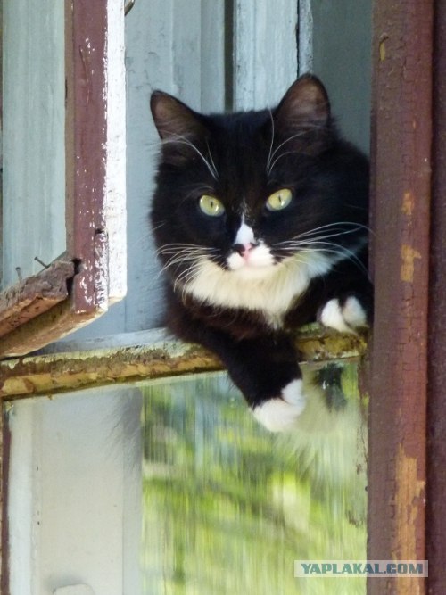 Начинаем котовторник!