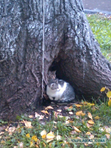 Котовторник (начало в супермаркете!)