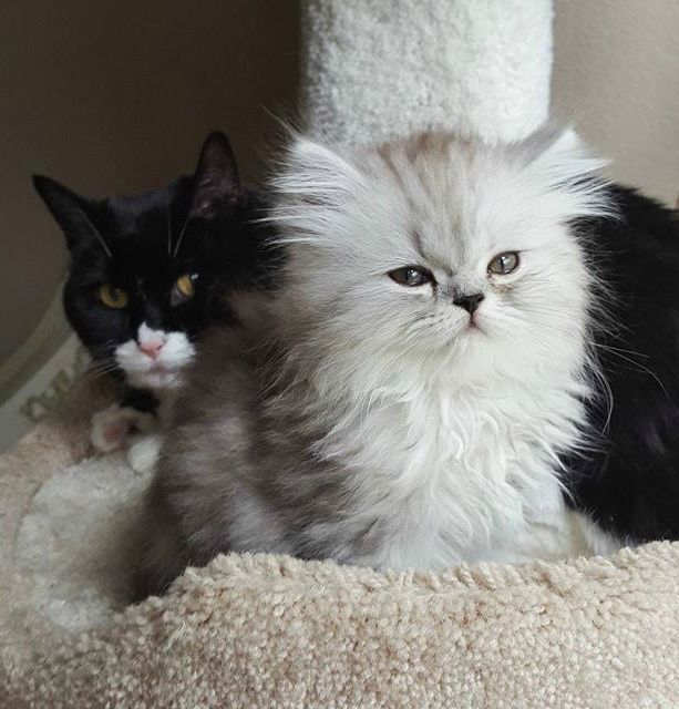 Забавные фото котеек