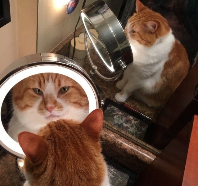 Смешные коты 18.08.20