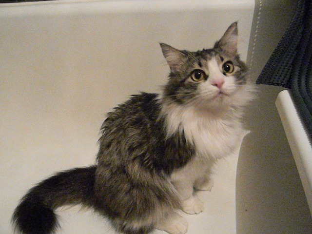 Котовторник 16.04.2013