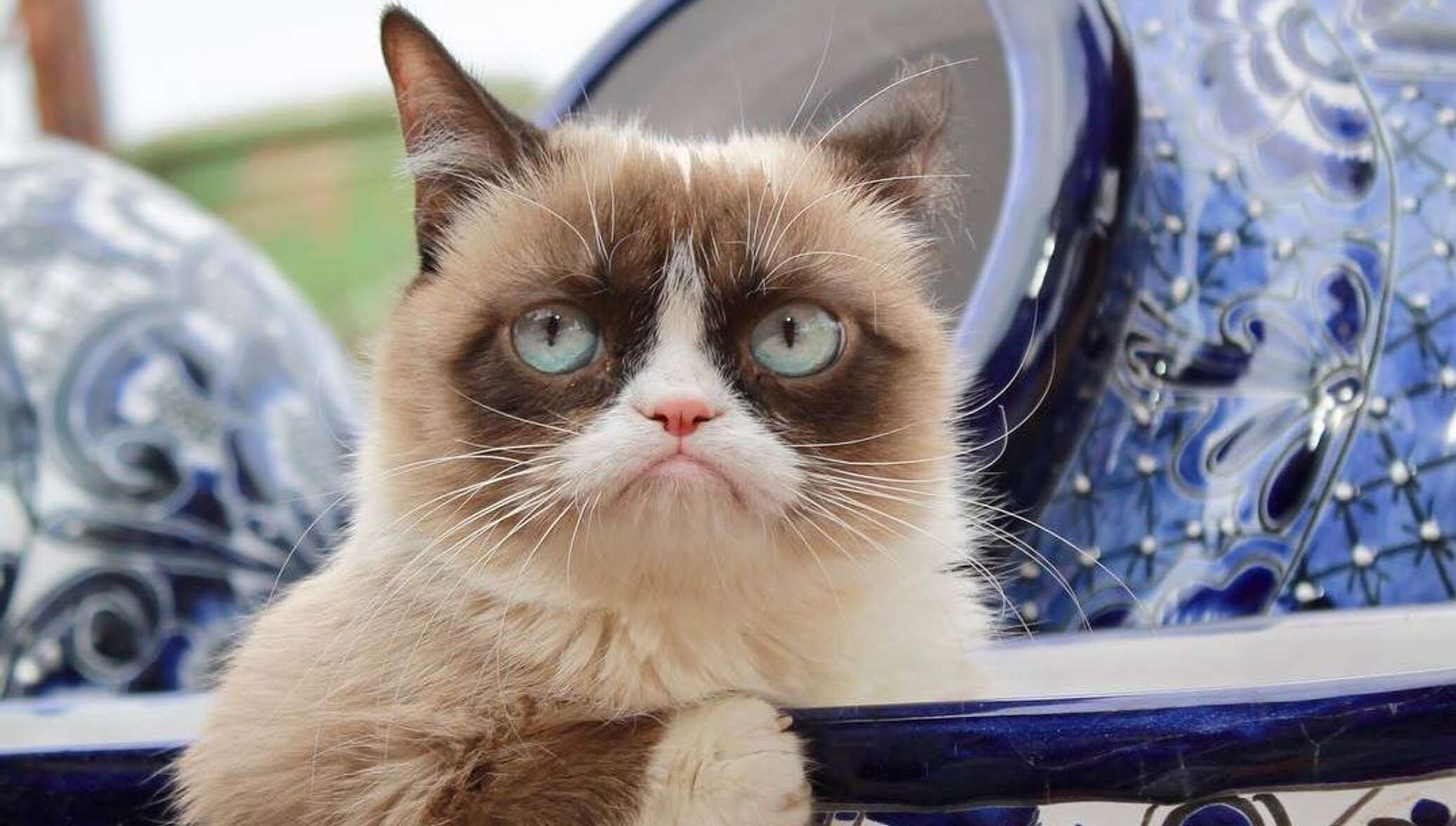 Угрюмый это. Грампи Кэт. Кошка Грампи Кэт. Сердитый кот Grumpy Cat. Grumpy Cat соус тартар.