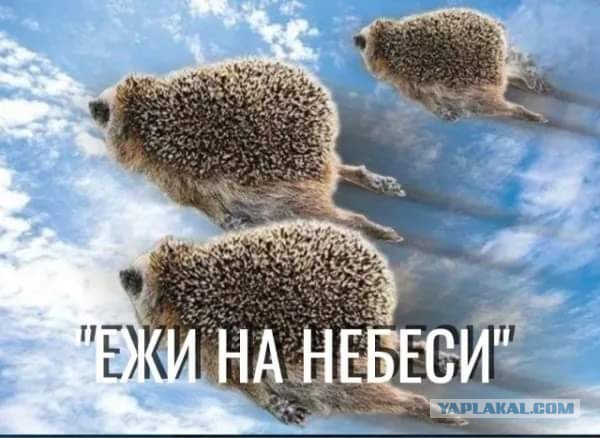 Картинки от Scodero
