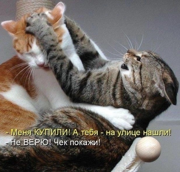 К котовторнику: подборка картинок-баянов с котиками и про котиков. Выпуск 19.