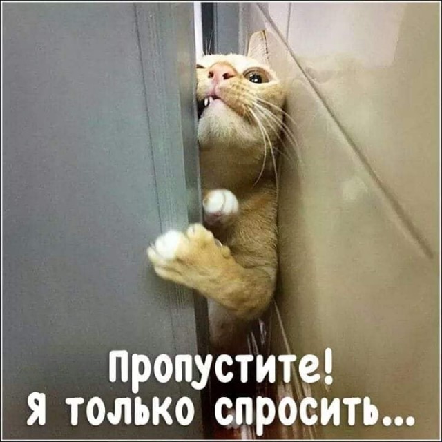 В горах Румынии сильная метель замела турбазу. Но на помощь пришёл внезапный зверь