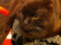 Котовторник 25.02.2014