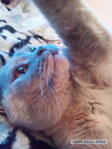 Котовторник