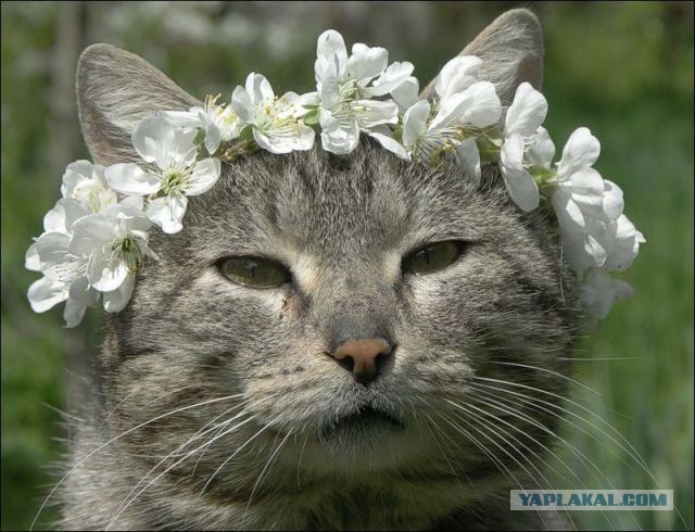 Котики в цветах!
