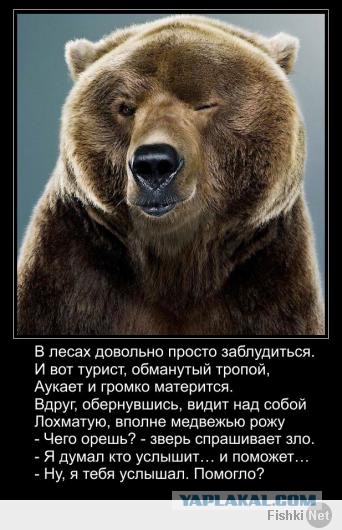 В гостях у медведя