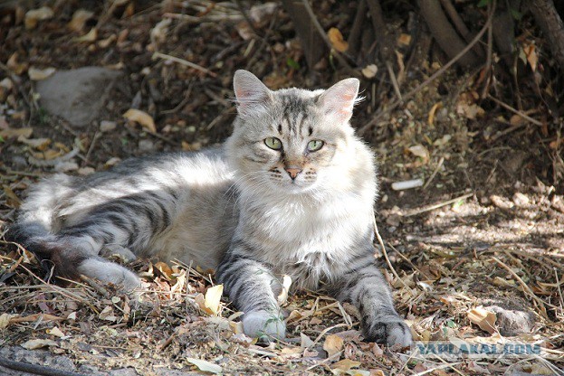 Коты Крыма
