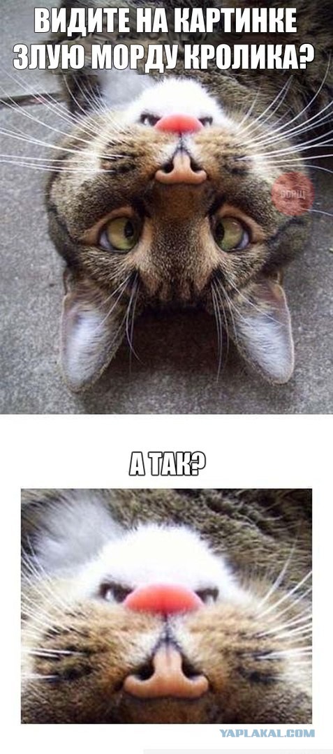 Картинки и прочее