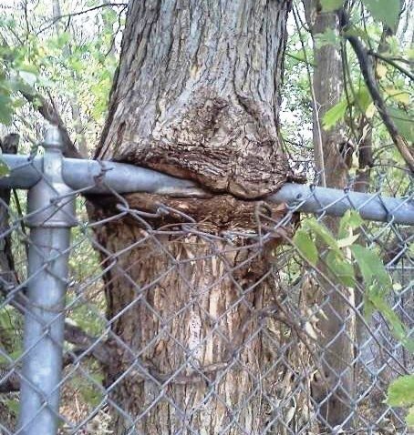 Картинки и гифки