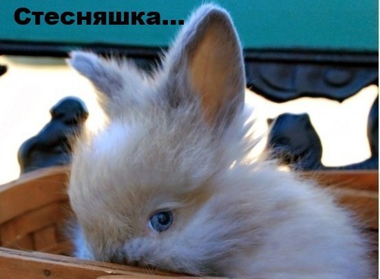 Мохнатые беспредельщики