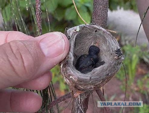 Скоро во всех гнёздах страны!... и не только