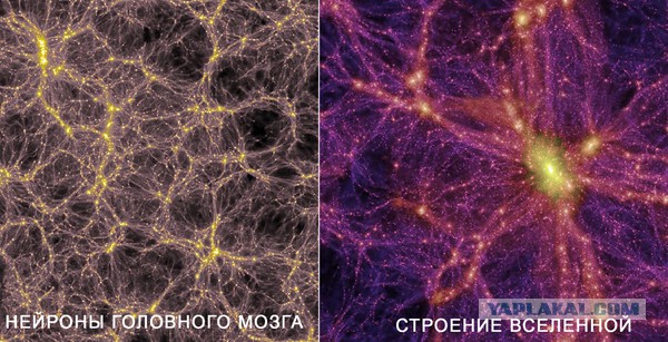 Завораживающий фоторепортаж из твоего тела.