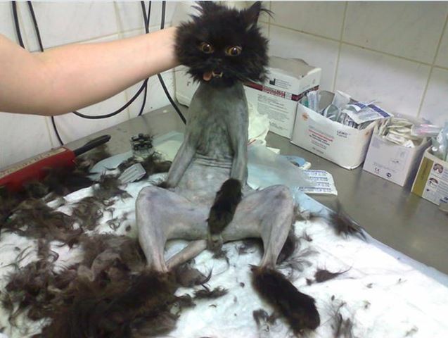 Коты из сети