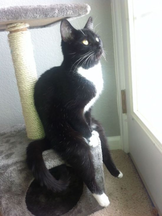 Коты и Кошки