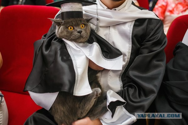 Коты и Кошки