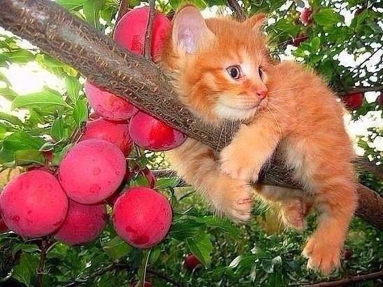 Коты и Кошки