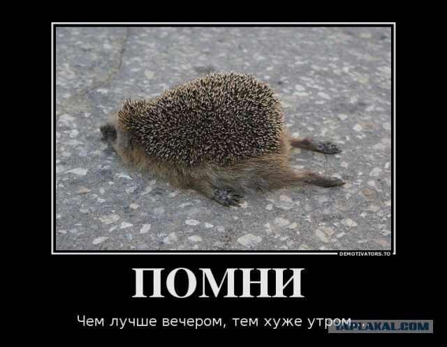 Счастья всем мировым ежам!