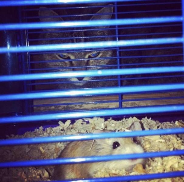Коты и Кошки