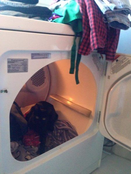 Коты и Кошки