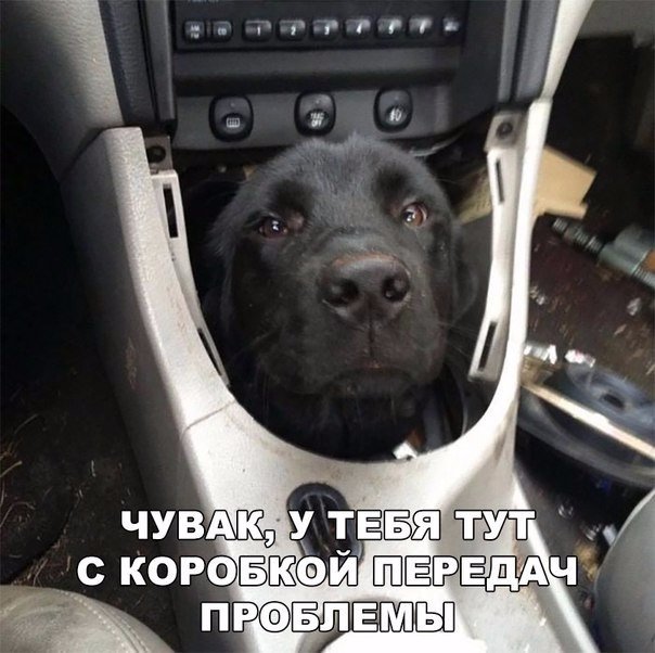 Подборка забавных животных