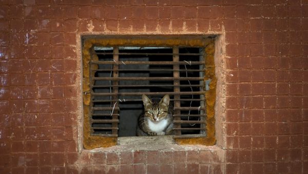 Кошкам вернут доступ в подвалы жилых домов