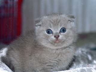 Котомет на вторник (15.04.2008)
