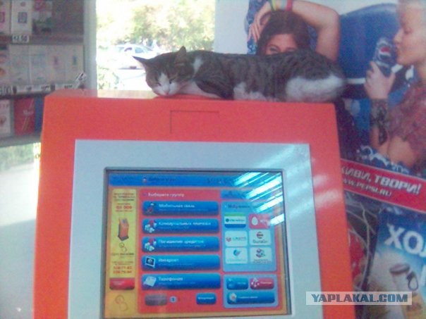 Даёшь Котовторник на ЯПе! (29.07.08)
