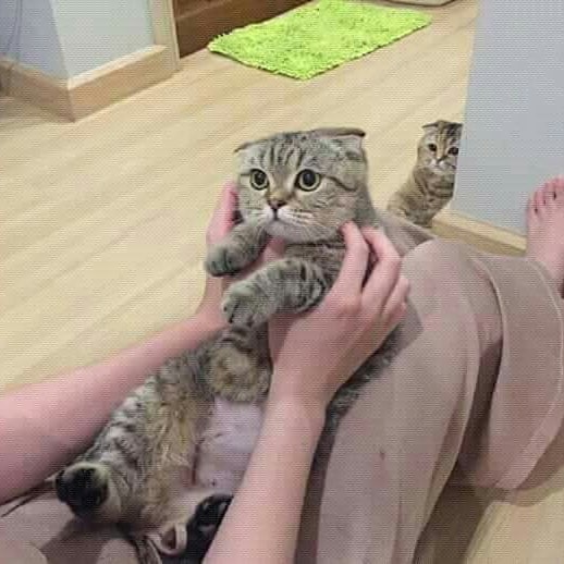 Прикольных котов пост