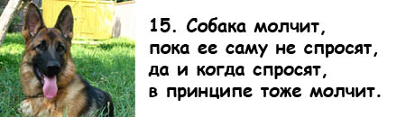 13 причин, почему холостяки предпочитают собаку