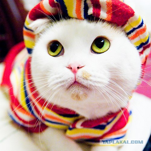 Котовторник стартует