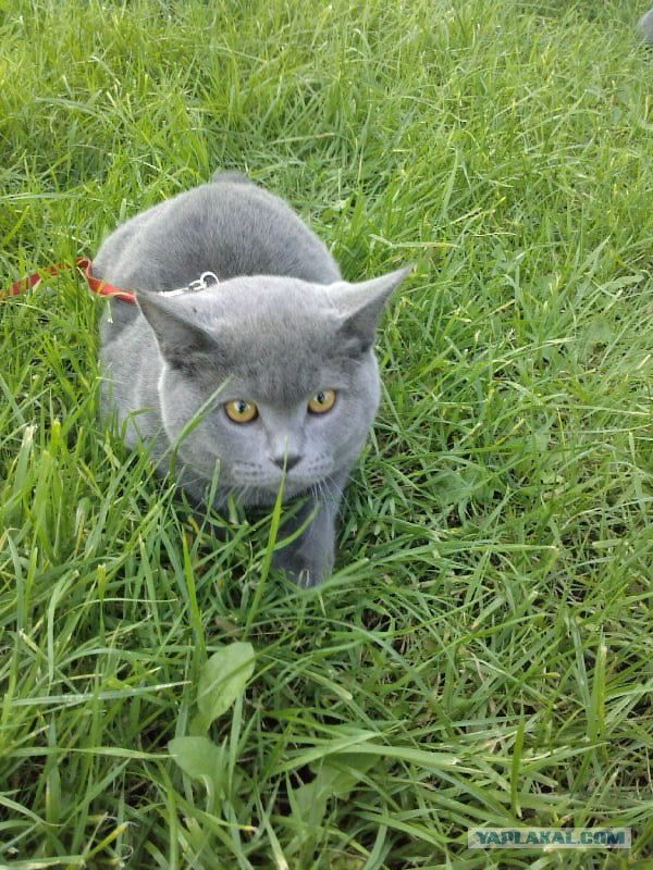 Интимный котовторник (23.08.11)