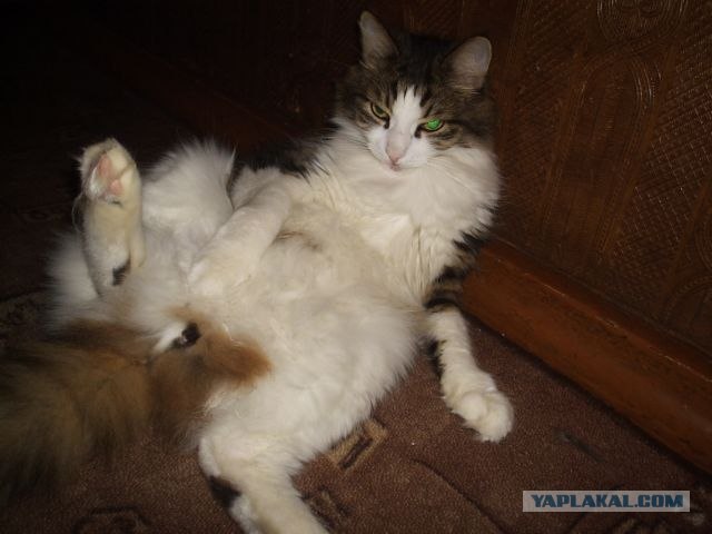 Котовторник!