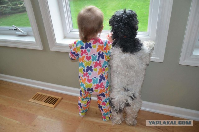 Щенок предупреждает!