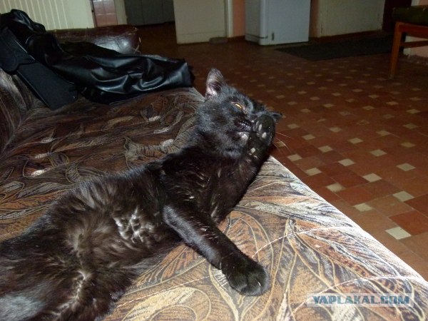 Котовторник 30.10.2012