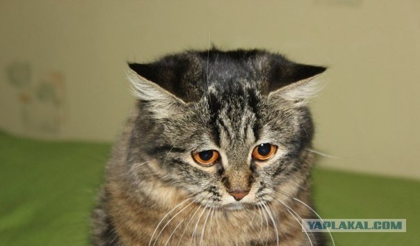 Кто?! Кто посмел обидеть маленького?!