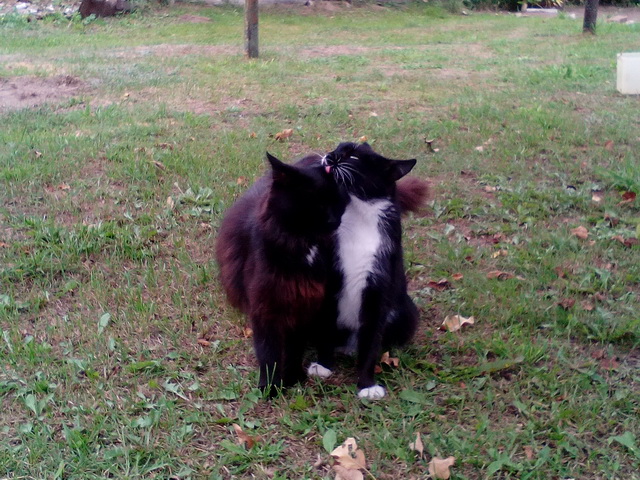 Котовторник 19.03.2019