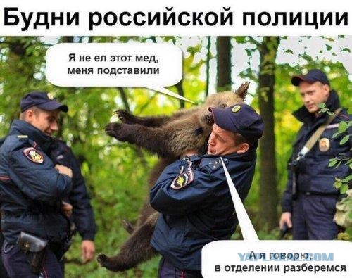 Утром в Магадане молодой медведь решил прогуляться по центру города и попугать людей