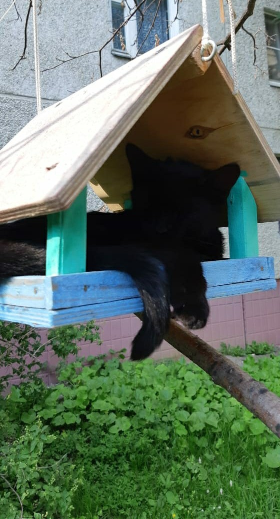 Кошки отдыхают