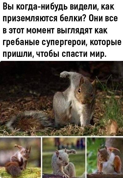 Белкопятница