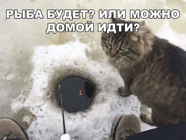 Прикольные картинки 15.02.2020