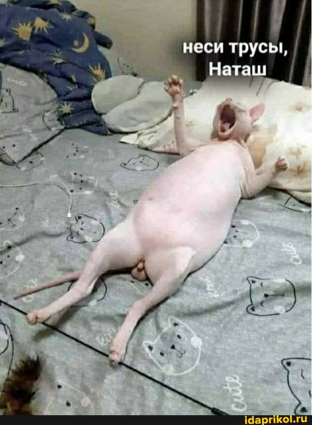 А вы знали, что у котов есть свой чат на Cat's.pornhub?