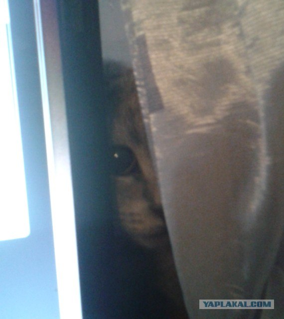 Шотландский вислоухий просится на обнимашки